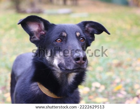 black laika dog close up photo on green grass background