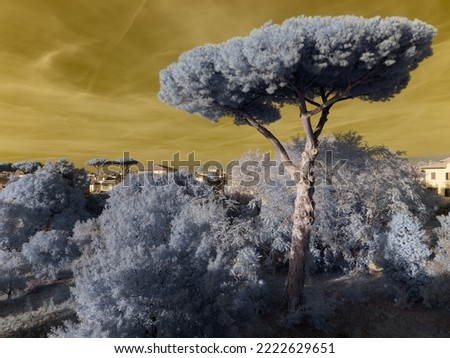 Infrared photography. Panorama in the Tuscan countryside with a centenary maritime pine in the foreground