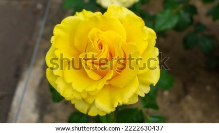Close-up of a rose flower showing its gentle petals. The yellow rose is a symbol of friendship, warmness, joy but in a romantic relationship it could mean jealousy.