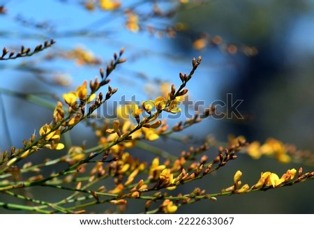 Yellow flowers and rush-like phyllodes of the Australian Native Broom, Viminaria juncea, family Fabaceae, growing in Sydney heath. Endemic to moist temperate south west, and east coast of Australia Royalty-Free Stock Photo #2222633067