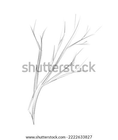 Winter tree branch sketch, black and white illustration