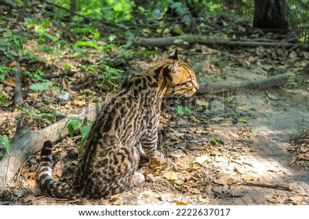 Side view of Ocelot Leopard, Leopardus pardalis species , resting in the forest. Wild cat living in rainforests of Central America and equatorial South America. Royalty-Free Stock Photo #2222637017