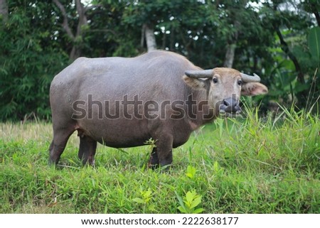 indonesia buffalo walks to eat grass in a wide field.