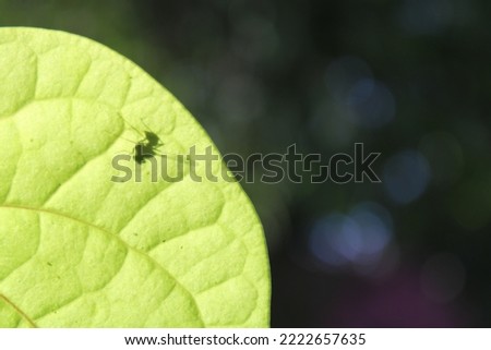 An insect shadow in a betel leaf under bright morning sunlight - Shadow picture