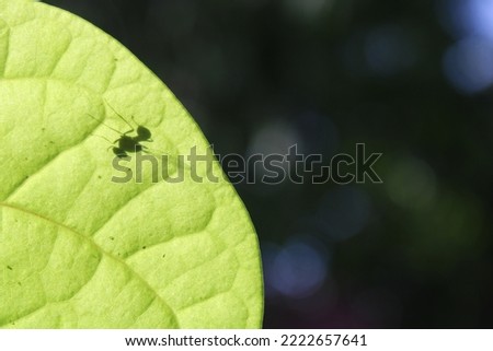 An insect shadow in a betel leaf under bright morning sunlight - Shadow picture
