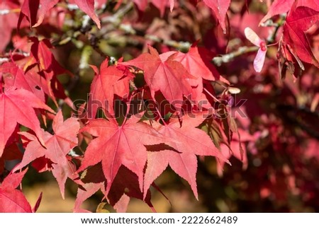 Close up of red leaves on a Japanese maple (acer palmatum) tree in autumn