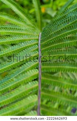 Sphaerostephanos unitus. fern leaf background