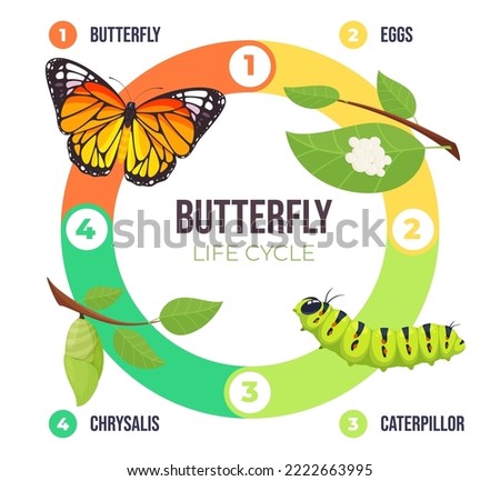 Illustration of a butterfly life cycle. Goose and butterfly on a branch. Vector illustration