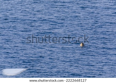 Overall plan. The motley spotted seal stuck its muzzle out of the sea.