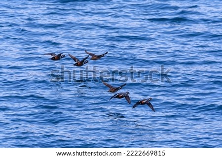 Overall plan. Black waterfowl fly over the blue sea. migratory winter birds.