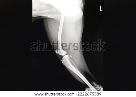 This is an x-ray of a dog's leg.