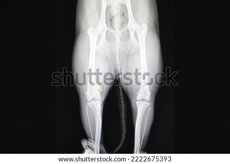 This is an x-ray of a dog's leg.