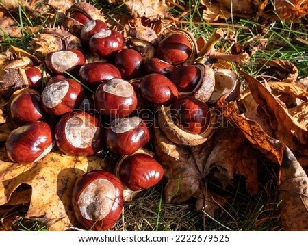 Close-up of a pile of fresh horse chestnuts (Aesculus hippocastanum) among dry leaves. Autumn background with ripe brown horse chestnut and prickly shell on the top