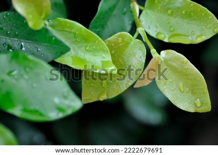 ficus pumila or climbing fig or MORACEAE and dew drop or rain drop