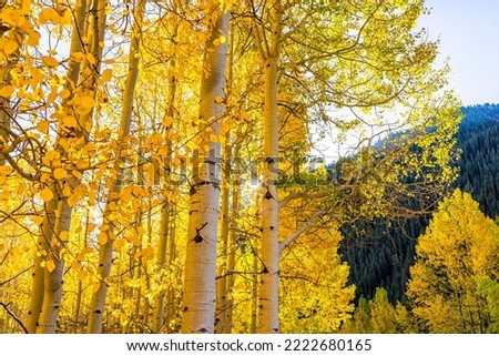 Bright yellow colorful foliage in autumn fall season on sunny day in American aspen tree grove forest in Colorado Maroon Bells rocky mountains in October Royalty-Free Stock Photo #2222680165