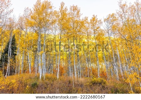 Colorful orange yellow leaves foliage on American aspen trees forest in Colorado rocky mountains autumn fall season with nobody in Maroon Bells area Royalty-Free Stock Photo #2222680167
