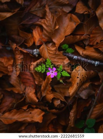 Close up violet flower among fallen orange leaves in a forest in autumn