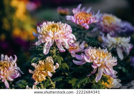 Chrysanthemums bloom in late autumn in the park
