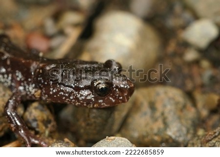 Closeup on the black form of the Western red-backed salamander, Plethodon vehiculum in Washington state