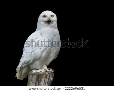 Adorable picture of a white owl is sitting on the trunk of tree. And background is black. 