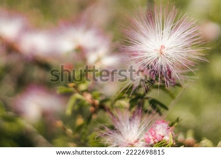 Depth of field, small purple flower that blooms a different flower that resembles a dandelion.