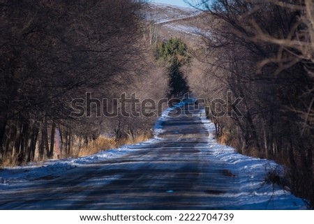 winter road passing through the trees