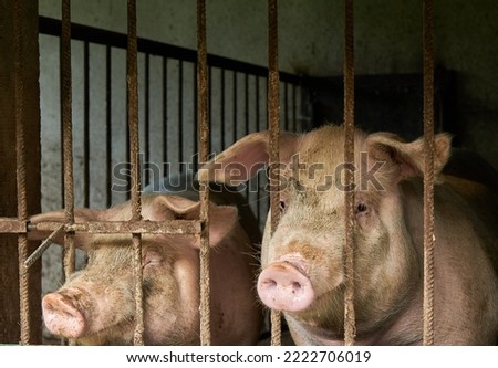 Two pigs in a home barn look out through the bars..