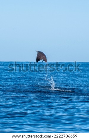 Mobula is a genus of rays in the family Mobulidae that is found worldwide in tropical and warm, temperate seas. Royalty-Free Stock Photo #2222706659