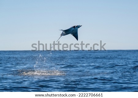 Mobula is a genus of rays in the family Mobulidae that is found worldwide in tropical and warm, temperate seas. Royalty-Free Stock Photo #2222706661