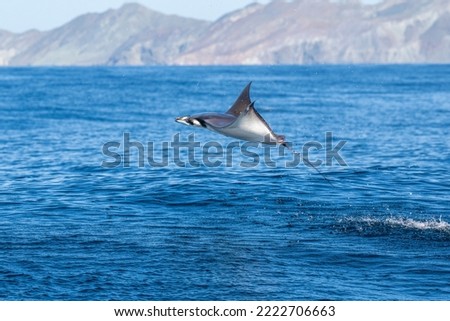 Mobula is a genus of rays in the family Mobulidae that is found worldwide in tropical and warm, temperate seas. Royalty-Free Stock Photo #2222706663