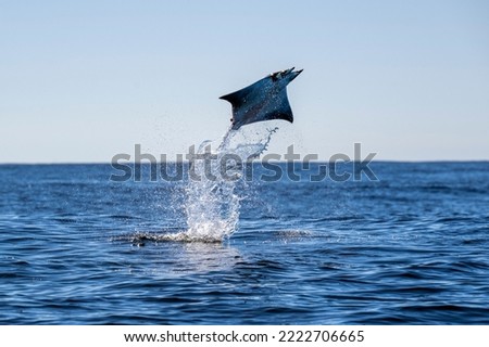 Mobula is a genus of rays in the family Mobulidae that is found worldwide in tropical and warm, temperate seas. Royalty-Free Stock Photo #2222706665