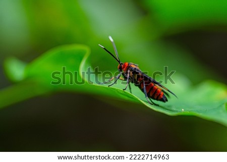 Wasp Moth called Amata huebneri on a green leaf with standing pose
