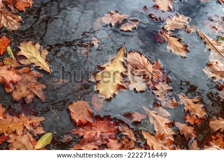 Autumn leaves in a puddle in nature