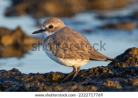 Greater sand plover - Charadrius leschenaultii with dark stone and blue water background . Photo from Paphos in Cyprus.