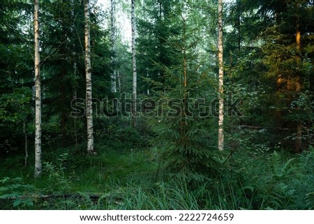 A young managed mixed boreal forest on a late summer evening in Estonia, Northern Europe. Royalty-Free Stock Photo #2222724659