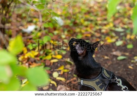 Little Black Cat on a walk!