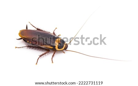 Australian roach or cockroach - Periplaneta australasiae Fabricius - isolated on white background.   Top side profile view with great detail