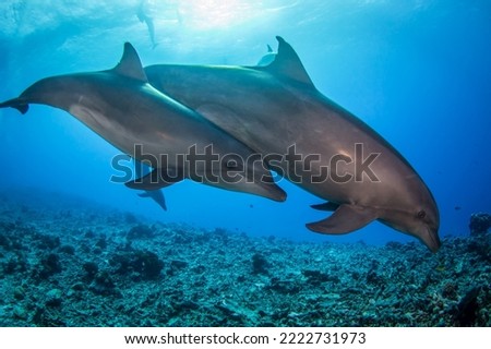 Dolphin in south pacific sea Royalty-Free Stock Photo #2222731973