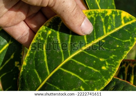 Gardener's hand inspecting plant leaf for signs of disease and stress
