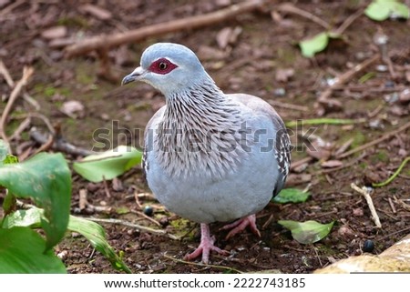 Beautiful Speckled pigeon

Bird picture 