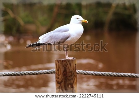 Awesome picture of European herring gull

Bird