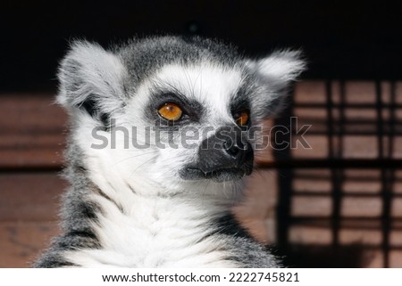 Awesome picture of lemur animal 