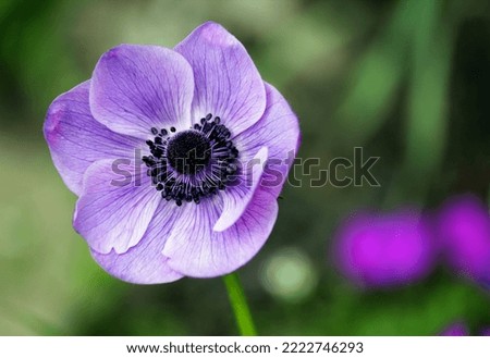 portrait mode picture of Poppy anemone flower 