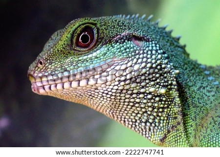 picture of Chinese water dragon

Reptile