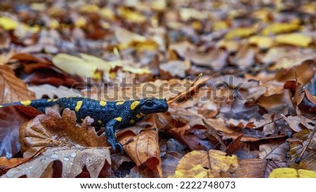 Reptile Fire Salamander among autumn yellow foliage. A rare animal in the Carpathian forests. Beautiful amphibian in natural habitat Royalty-Free Stock Photo #2222748073