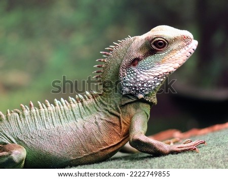 Attractive picture of Chinese water dragon

Reptile