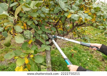 Fruit tree pruning. Garden scissors. Fruit tree pruning for sanitary reasons Royalty-Free Stock Photo #2222750211