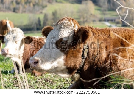 a lying down brown cow without horns on a meadow at a sunny autumn day 