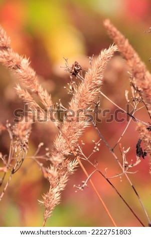 Beautiful closeup outdoor picture of brown weeds grass with long stems growing in natural environment attractive colorful yellow green red leaves background sunny autumn afternoon 