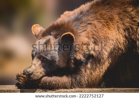Sad looking bear laying down